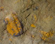 Kingaspis cf glabrata Geyer, 1990