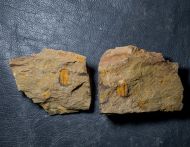 Kingaspis cf glabrata Geyer, 1990