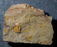 Kingaspis cf glabrata Geyer, 1990