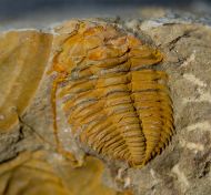 Hamatolenus vincenti GEYER 2004