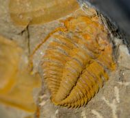 Hamatolenus vincenti GEYER 2004