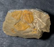 Hamatolenus vincenti GEYER 2004