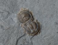 Itagnostus interstrictus (WHITE, 1874)