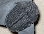 Elrathia kingi (Meek 1870)