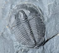 Elrathia kingi (Meek 1870)