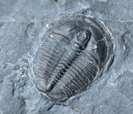 Elrathia kingi (Meek 1870)