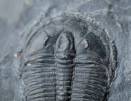 Elrathia kingi (Meek 1870)