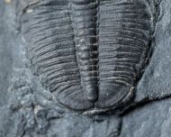 Elrathia kingi (Meek 1870)