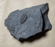 Elrathia kingi (Meek 1870)