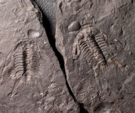 Chlustinia keyserlingi (Barrande, 1846)