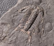 Chlustinia keyserlingi (Barrande, 1846)