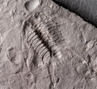 Chlustinia keyserlingi (Barrande, 1846)