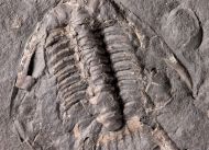 Chlustinia keyserlingi (Barrande, 1846)