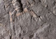 Chlustinia keyserlingi (Barrande, 1846)