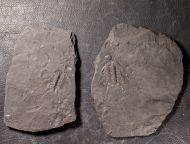 Chlustinia keyserlingi (Barrande, 1846)