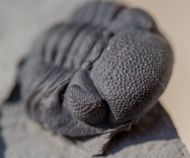 Eldredgeops rana (Green, 1832)