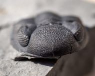 Eldredgeops rana (Green, 1832)