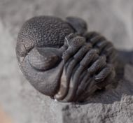 Eldredgeops rana (Green, 1832)