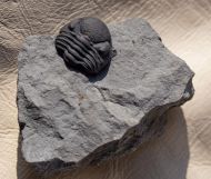 Eldredgeops rana (Green, 1832)