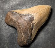 Otodus megalodon (Agassiz, 1835)