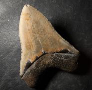 Otodus megalodon (Agassiz, 1835)