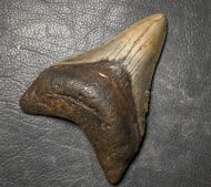 Otodus megalodon (Agassiz, 1835)