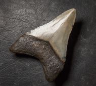 Otodus megalodon (Agassiz, 1835)