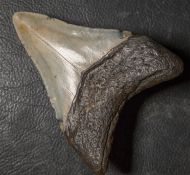 Otodus megalodon (Agassiz, 1835)