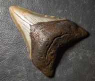 Otodus megalodon (Agassiz, 1835)
