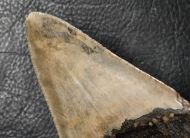 Otodus megalodon (Agassiz, 1835)