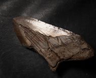 Otodus megalodon (Agassiz, 1835)