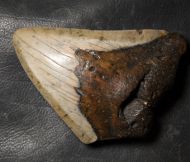 Otodus megalodon (Agassiz, 1835)