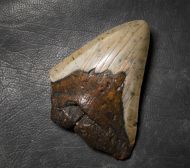 Otodus megalodon (Agassiz, 1835)