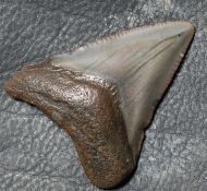 Otodus megalodon (Agassiz, 1835)
