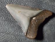 Otodus megalodon (Agassiz, 1835)