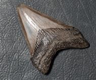 Otodus megalodon (Agassiz, 1835)