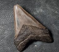 Otodus megalodon (Agassiz, 1835)