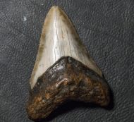 Otodus megalodon (Agassiz, 1835)