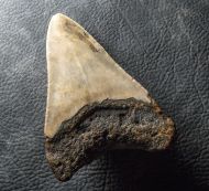 Otodus megalodon (Agassiz, 1835)