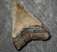 Otodus megalodon (Agassiz, 1835)