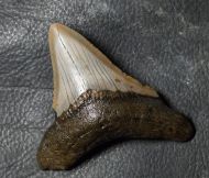 Otodus megalodon (Agassiz, 1835)