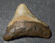 Otodus cf chubutensis (Ameghino, 1901)