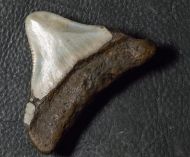 Otodus cf chubutensis (Ameghino, 1901)