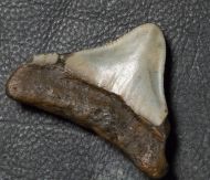 Otodus cf chubutensis (Ameghino, 1901)