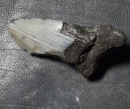 Otodus megalodon (Agassiz, 1835)