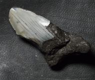 Otodus megalodon (Agassiz, 1835)