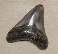 Otodus megalodon (Agassiz, 1835)