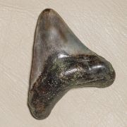 Otodus megalodon (Agassiz, 1835)