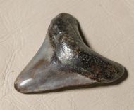 Otodus megalodon (Agassiz, 1835)