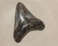 Otodus megalodon (Agassiz, 1835)